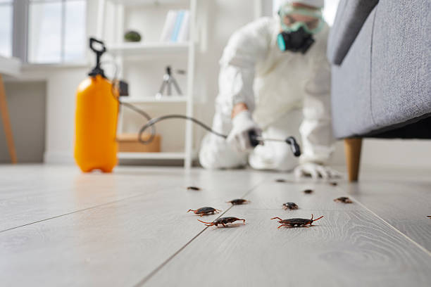 Commercial Kitchen Cockroach Control in Silver Lakes